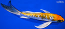 9" GINRIN KIN KIKOKURYU BUTTERFLY