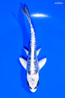 5" KIKOKURYU