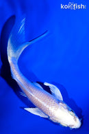 5" PLATINUM OGON BUTTERFLY
