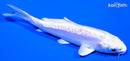 4" DOITSU LEMON HARIWAKE