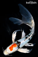 10" YAMATO NISHIKI BUTTERFLY