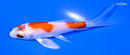 4.5" HARIWAKE BUTTERFLY
