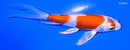 4.5" HARIWAKE BUTTERFLY