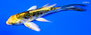 4.5" KIN KIKOKURYU BUTTERFLY