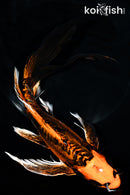 10" BENI KIKOKURYU BUTTERFLY