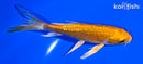 4.75" YAMABUKI OGON BUTTERFLY