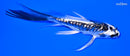 4.5" GINRIN KIKOKURYU BUTTERFLY