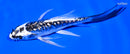 4.5" GINRIN KIKOKURYU BUTTERFLY