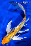 9" GINRIN KIN KIKOKURYU BUTTERFLY