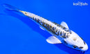 4.25" KIN KIKOKURYU