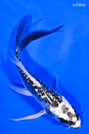 4.5" GINRIN KIKOKURYU BUTTERFLY