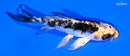 4.5" BENI KIKOKURYU BUTTERFLY