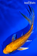 4.75" YAMABUKI OGON BUTTERFLY