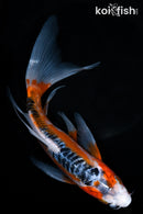 9" HI SHUSUI BUTTERFLY