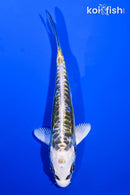 4.25" KIN KIKOKURYU