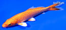 4" ORENJI OGON