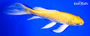 9.25" YAMABUKI OGON BUTTERFLY