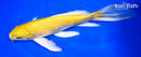 9.25" YAMABUKI OGON BUTTERFLY