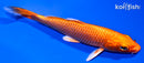 4" ORENJI OGON
