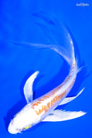5" KIKUSUI BUTTERFLY