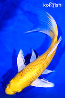 9.25" YAMABUKI OGON BUTTERFLY