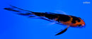 4.5" AKA SANKE BUTTERFLY