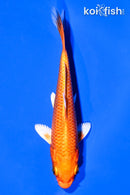 4" ORENJI OGON
