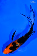 4.5" AKA SANKE BUTTERFLY