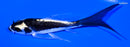 5" DOITSU KABUTO BUTTERFLY