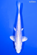 4.5" GINRIN PLATINUM OGON