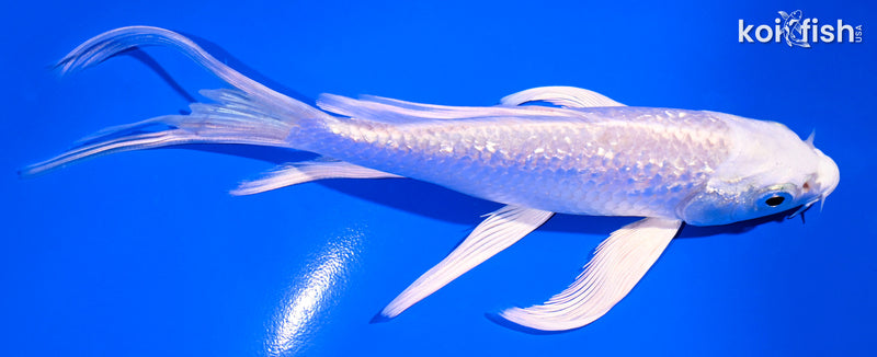 5.5" GINRIN PLATINUM OGON BUTTERFLY