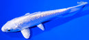 4.5" GINRIN PLATINUM OGON