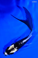 5" DOITSU KABUTO BUTTERFLY