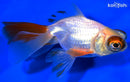 5.25" TELESCOPE FANTAIL GOLDFISH