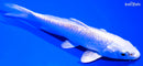4.5" GINRIN PLATINUM OGON