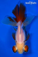 5.25" TELESCOPE FANTAIL GOLDFISH