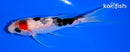 4.75" GINRIN SANKE BUTTERFLY