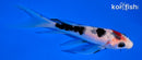 4.75" GINRIN SANKE BUTTERFLY