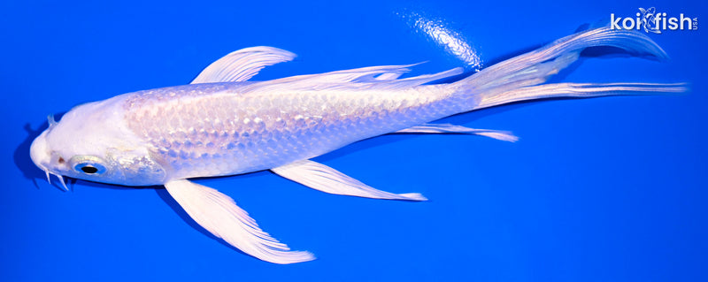 5.5" GINRIN PLATINUM OGON BUTTERFLY