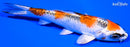 4.25" KUJAKU