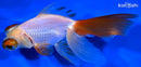 5.25" TELESCOPE FANTAIL GOLDFISH