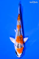 4.25" KUJAKU