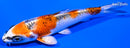 4.25" KUJAKU