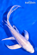 5.5" GINRIN PLATINUM OGON BUTTERFLY