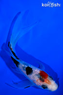 4.75" GINRIN SANKE BUTTERFLY