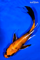 7.75" KIN HI UTSURI BUTTERFLY