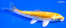 4.75" DOITSU LEMON HARIWAKE