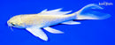 6.5" YAMABUKI OGON BUTTERFLY