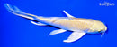 6.5" YAMABUKI OGON BUTTERFLY