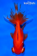 5" TELESCOPE FANTAIL GOLDFISH